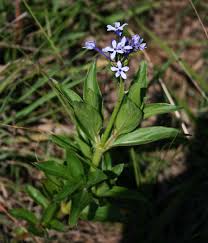 Image result for Pentanisia