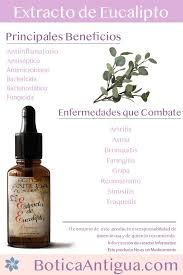 Extracto De Eucalipto Un Antiseptico Y Bactericida Natural Recetas De Aceites Esenciales Hierbas Curativas Hacer Aceites Esenciales