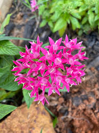 Image result for Pentas lanceolata