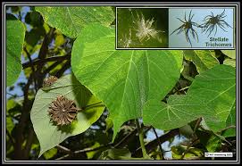 Image result for Malvaceae subfamily Grewioideae