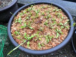 How to grow the venus fly trap from seeds!i warn you right away that it will not be easy, it's a tropical. Re Potted My 4 Year Old Grown From Seed Venus Fly Traps Album On Imgur