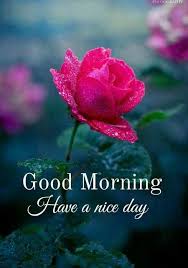 Latest inspirational photos picture in english. 200 Good Morning Images With Flowers Good Morning Images With Flowers Good Morning