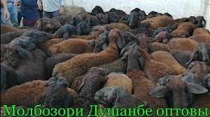 Тахфифи (болонархb) ба мол[о дар савдои чакана фурeхташуда 100 млн.сом. Molbozori Dushanbe Optovy Narhi Gusfand Baracha Buz 2020 Youtube