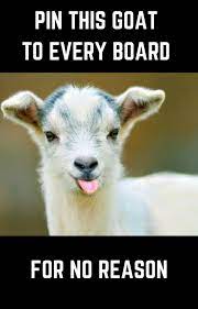 The Best Funny Pictures Of Today S Internet Cute Animals Best Funny Pictures Baby Goats