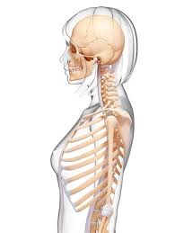 The thoracic spine supports twelve pairs of ribs that slope gently down from the back as they pass around to encase the thorax. Human Rib Cage Anatomy Human Body Anatomy