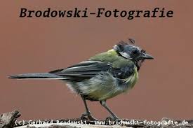 Image result for Kohlmeise vogelhouse