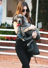 The model kendall jenner is currently in the throes of fashion month. Kendall Jenner Dog Breed