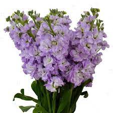 Stock Lavender Premium Flowers Best Price Magnaflor Stock Flower Flowers Flower Farm