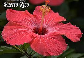 Pin On Mi Isla Puerto Rico