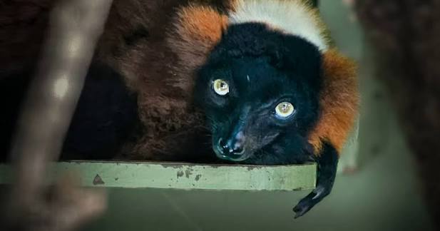 🌿 RED-RUFFED LEMUR: SMALL ANIMAL, HUGE IMPACT 🌿 They look like living  flames in the treetops… but the Red-ruffed lemur is more than just a pretty  face 🔥👀 🍉 These lemurs are