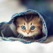 Gambar kucing kartun lucu lucu sebenarnya juga bisa dibuat dengan imajinasi sendiri. Gambar Kucing Comel Home Facebook