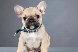 The french bulldog should not weigh more than 28 pounds, making him easily portable. How Big Can A French Bulldog Head Grow Anything French Bulldog