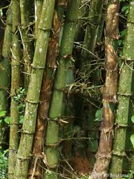 Image result for Bambusa balcooa