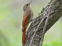 Image result for Pycreus gracillimus