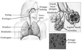 Jelaskan proses inspirasi dan ekspirasi pada pernapasan perut. Sistem Pernapasan Pada Manusia