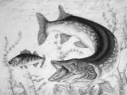 Water Leopard Northern Pike Fish Drawing Fish Art Fish Drawings Fish Art Fish Sketch