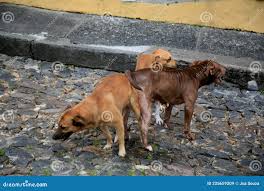 Animais transando na rua imagem de stock. Imagem de pelaria - 225659209