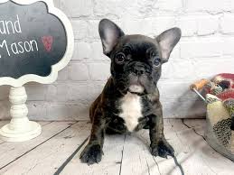 He is a more quiet and laid back puppy. French Bulldog Puppies Petland Mason Oh