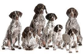 How much does a german shorthaired pointer cost? The Cost Of A German Shorthaired Pointer With Calculator Petbudget