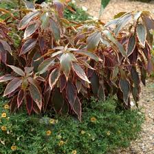 Image result for Acalypha manniana