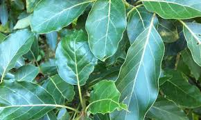 Commercial growers use grafting methods to ensure fruit quality and easy method to grow an avocado plant from seed. Hass Avocado Tree Growing Your Own Guacamole Epic Gardening