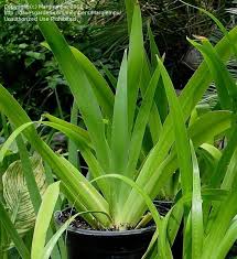 Image result for Neomarica northiana