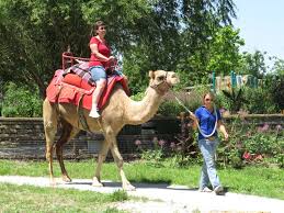 Tomorrow at the cleveland metropark zoo they are having a trunk party to say goo. Take A Boat Ride A Camel At The Kansas City Zoo The Walking Tourists