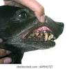 Brushing your dog's teeth daily will keep their teeth looking good and can prevent more plaque buildup in the future. 1