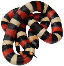 Pueblan Milksnakes For Sale At Voracious Reptiles Milk Snake Snakes For Sale Types Of Snake