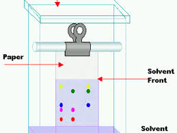 Apply sample solutions to the marked spots. What Is Paper Chromatography And How Does It Work Owlcation