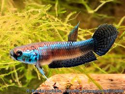 Betta Unimaculata Kayan Mahakam Male Jpg 1 024 768 Pixels Tropical Freshwater Fish Live Freshwater Fish Betta Fish