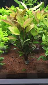 Hygrophila Corymbosa Siamensis Tutun