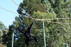 Siamang08.jpg