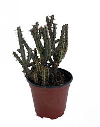 The great majority of cactuses have no visible leaves. Miniature Saguaro Cactus Plant Euphorbia Aeruginosa 4 Pot Walmart Com Walmart Com
