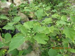 Image result for terong cepoka