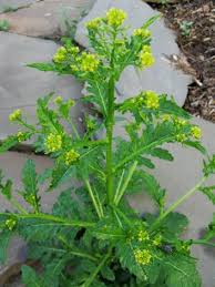 Image result for Rorippa