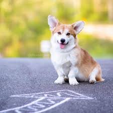 Ask questions and learn about corgis at bloomington, in. Drewbertcorgi Corgi Dogs And Puppies Pets