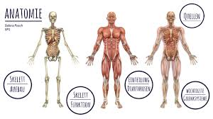 Study knochenverbindungen flashcards from alex g's class online, or in brainscape's iphone or android app. Sport Anatomie By Sabina Posch