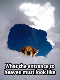 3 How Amazing Would That Be To See The Pets You Ve Lost Looking Down And Waiting For You Dogs Funny Animal Pictures Funny Animals