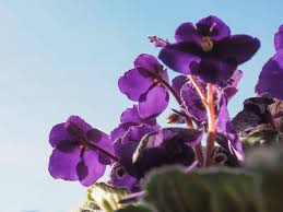 Below we have outlined some of the different colors of spots you might encounter, what each mean, and how to treat them. African Violets Give Beautiful Burst Of Color To Your Windowsill Terra Bella Garden Center