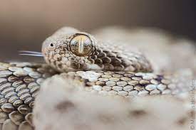 Sindh Saw Scaled Viper Echis Carinatus Sochureki Animal Photography Reptiles Viper