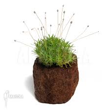 Image result for Eriocaulon africanum