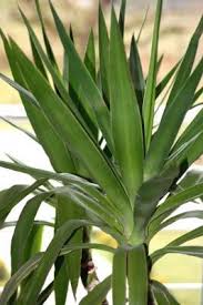 The antibodies can be produced even if a person has few or no symptoms during the infection. Wie Erreich Ich Dass Der Stamm Der Palme Dicker Breiter Wird Zimmerpflanzen Yucca Palme