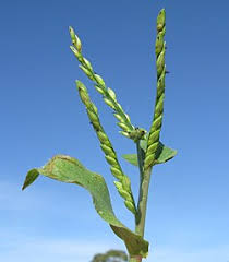 Image result for Urochloa bovonei