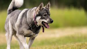 Image result for norský losí pes šedý