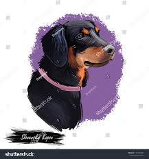 Image result for slovenský kopov