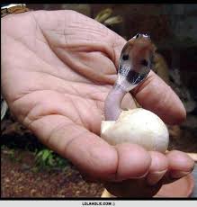 Baby Cobra Emerging From Egg Baby Snakes Baby Cobra Baby King Cobra