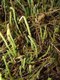 Image result for Salicornia pachystachya