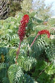 Image result for Melianthus major