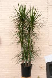 Image result for Dracaena laxissima